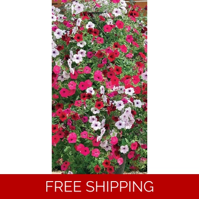 Petunia Tidal Wave x3 Plug Plants